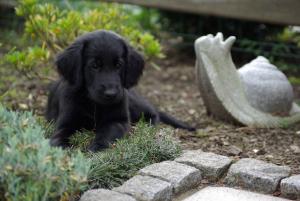 Lynn neben einer Steinschnecke auf Grasnelken liegend  
