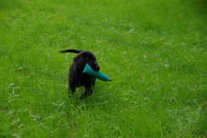           Lynn mit einem Dummy im Fang auf einer Wiese                           