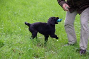 Lynn mit Dummy im Fang bei Herrchen                                     