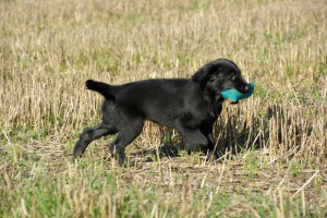 Mit Dummy im Fang auf einem Stoppelfeld                          