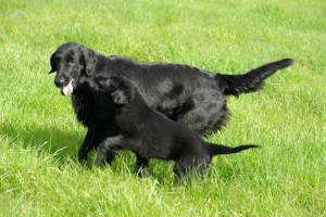 Lynn spring an Hündin Tyra hoch                         