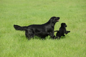 Lynn und Tyra laufen über eine Wiese                         