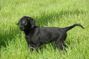 Lynn seitlich im Gras stehend                          