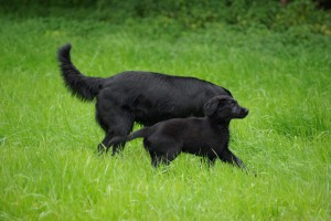 Mit wehendem Behang an Tyra vorbei                          