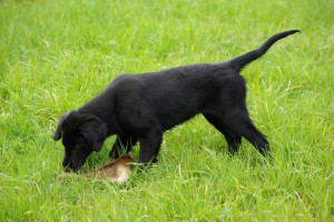 Ein Stück einer Rehdecke wird beschnuppert                         