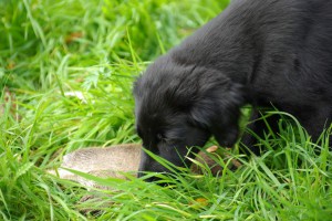 Lynn beschnuppert eine Rehdecke im Gras          