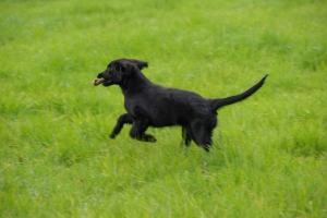 Lynn läuft mit einem Rehlauf über eine Wiese         