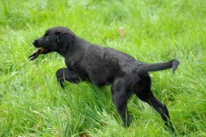 Lynn läuft mit einem Rehlauf über eine Wiese                         