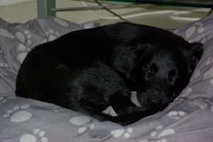 Lynn ruht zusammengekauert auf ihrem Hundekissen    