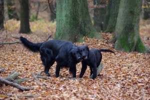 Lynn mit Althund Tyra Wange an Wange im Wald 