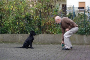 Lynn sitzt vor Herrchen, der ein Dummy ablegt 