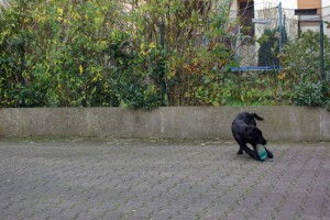 Lynn dreht sich mit dem Dummy im Fang um 