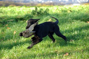 Flat-Welpe trägt eine Krähe