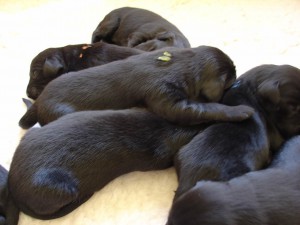 Flatwelpen  liegen beieinander