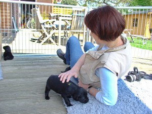 Flatwelpe wird gestreichelt