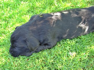    Flatwelpe liegend im Gras