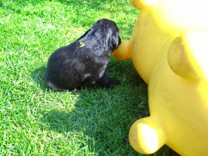  Die gelbe Hündin stupst ein große gelbe Figur an
