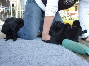 5 Welpen um einen knieenden Menschen herum