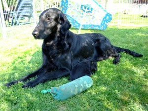 Tyra mit Mama Kira im Gras liegend   