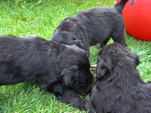 3 Welpen kauen auf einer Entenschwinge