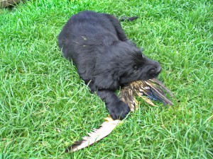 Tyra kaut im Gras liegend auf einer Entenschwinge