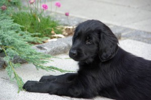 Tyra liegend im Familiengarten 