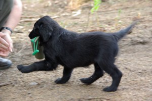 Das Dummy  wird gebracht 