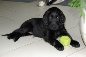 Welpen sind einfach niedlich 