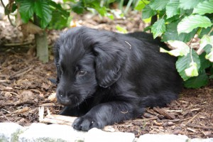 Tyra unter einer Buchenhecke 