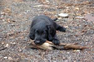 Tyra nagd an einem Holzstück 