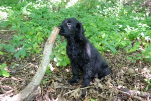 Tyra schnuppert an einem Ast 