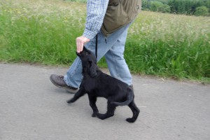 Bei Fuß gehen wird geübt 