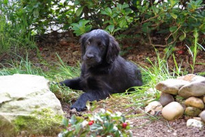 Tyra l,iegend im Ziergarten 