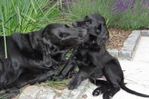 Zärtlichkeiten unter Hunden 