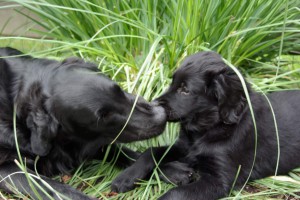 Tyra und Joy zärtlich Schnauze an Schnauze 