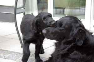 Tyra Joy's Fang in der Schnauze 