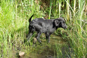 Tyra in einem Bachlauf mit dichtem Uferbewuchs 