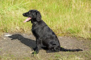 Tyra sitzt auf einem durch eine Wiese verlaufenden Pfad 