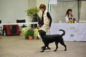 Laufen im Ausstellungsring