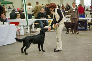 Tyra auf Ausstellungen