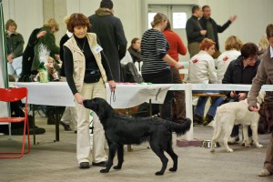 Tyra im Ausstellungsring