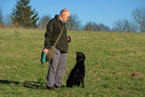 Aufmerksam wird Herrchen angesehen