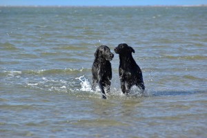 Tyra mit Joy rennen im Meer