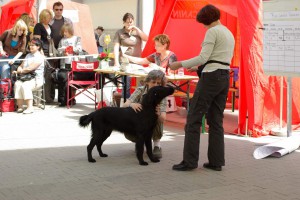 Abtasten des Hundes von der Richterin