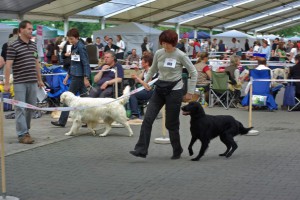 Eine Runde Laufen im Show-Ring
