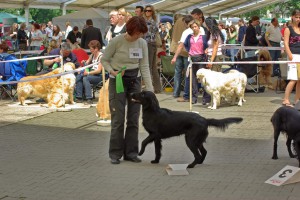 Tyra und Frauchen mit Schleife im Show-Ring