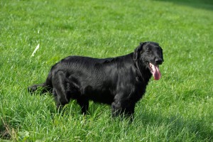 Tyra - 1 Jahr und älter