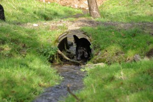 Am Ende eines Rohres in einem Bach angekommen        