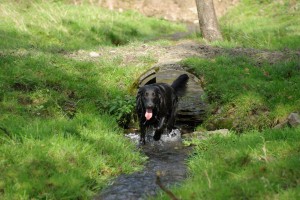 Einem Bachlauf durch eine Röhre folgend        