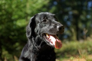 Kopfbild mit Blättern und Bäumen im Hintergrund        